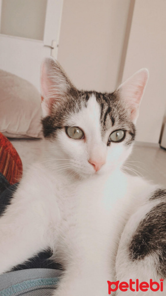 Tekir Kedi, Kedi  ZEUS fotoğrafı