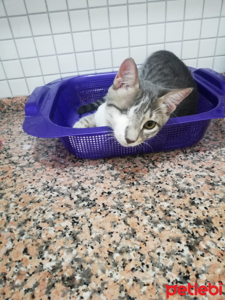 Tekir Kedi, Kedi  gandalf fotoğrafı