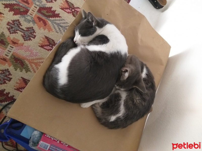 Tekir Kedi, Kedi  PisiPisi fotoğrafı