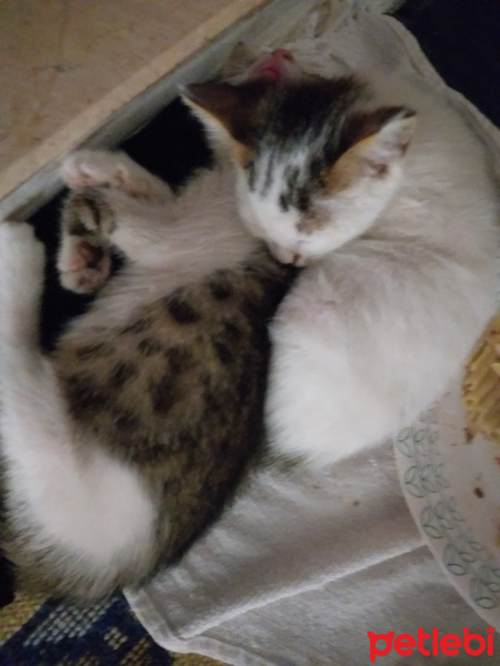 Tekir Kedi, Kedi  PisiPisi fotoğrafı