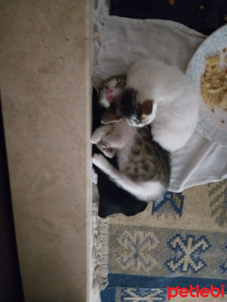 Tekir Kedi, Kedi  PisiPisi fotoğrafı