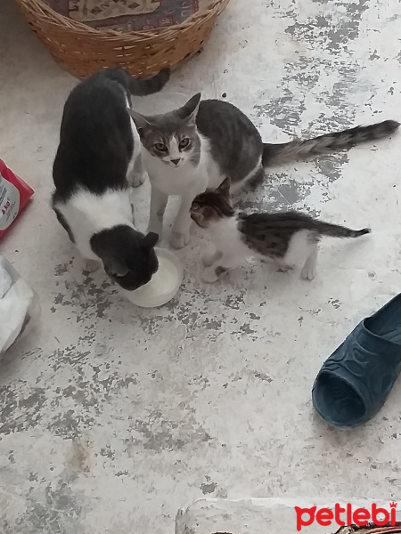 Tekir Kedi, Kedi  PisiPisi fotoğrafı