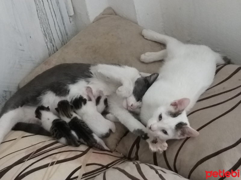 Tekir Kedi, Kedi  PisiPisi fotoğrafı