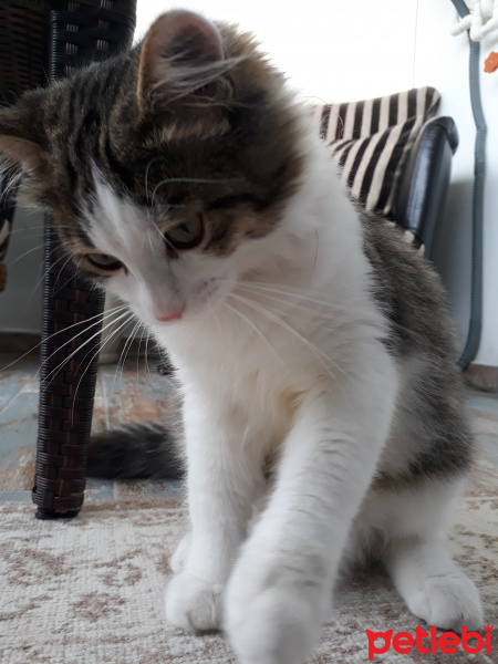 Tekir Kedi, Kedi  Ciklet fotoğrafı