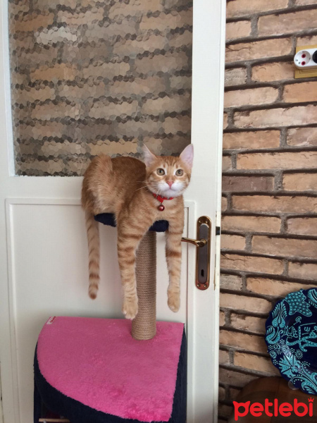 Sarman, Kedi  Paşa fotoğrafı