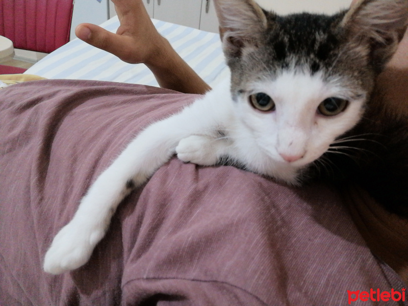 Tekir Kedi, Kedi  iğde fotoğrafı