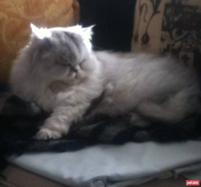 İran Kedisi (Persian), Kedi  Papyy fotoğrafı