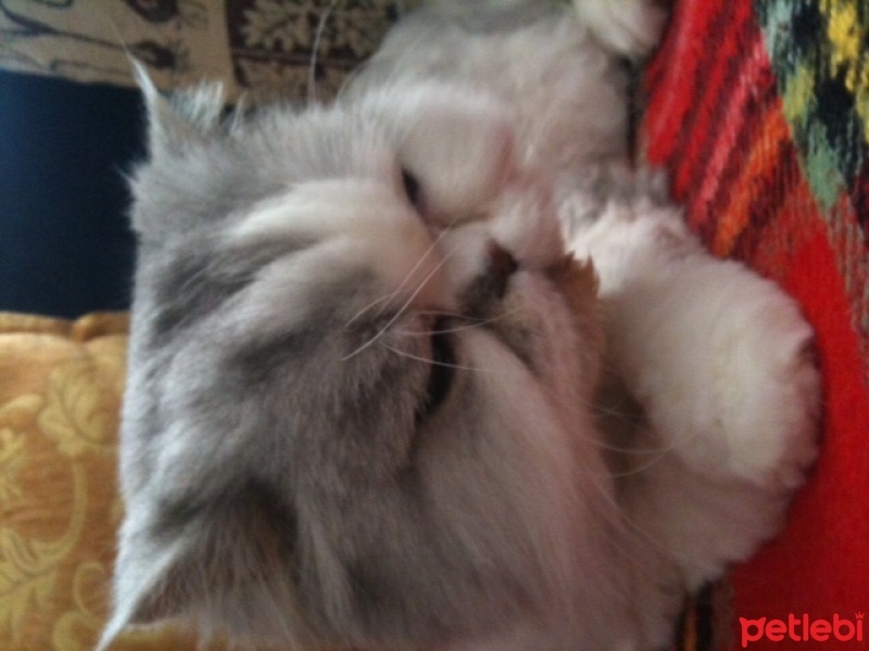 İran Kedisi (Persian), Kedi  Papyy fotoğrafı