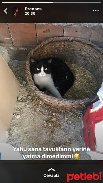 Tuxedo (Smokin) Kedi, Kedi  Osman fotoğrafı