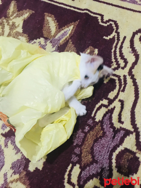 Tekir Kedi, Kedi  Miaa fotoğrafı