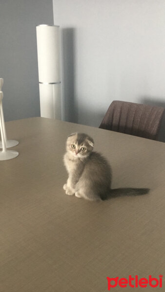 Scottish Fold, Kedi  Sansa fotoğrafı