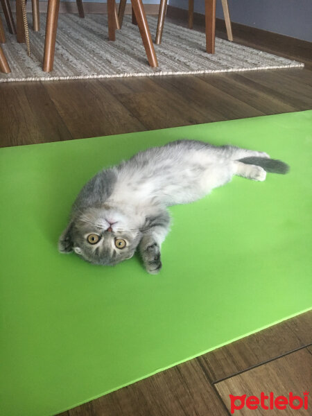 Scottish Fold, Kedi  Sansa fotoğrafı