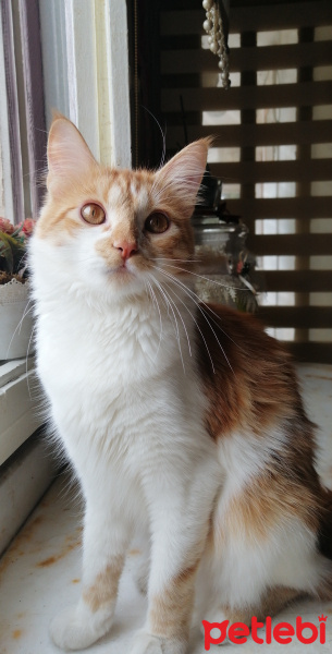 Sarman, Kedi  Tarçın fotoğrafı