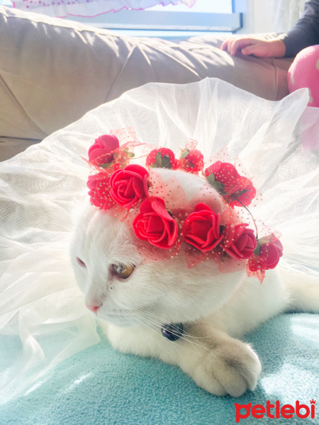 Scottish Fold, Kedi  Mişa fotoğrafı