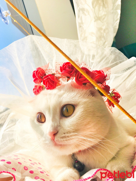 Scottish Fold, Kedi  Mişa fotoğrafı