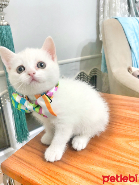 Scottish Fold, Kedi  Mişa fotoğrafı