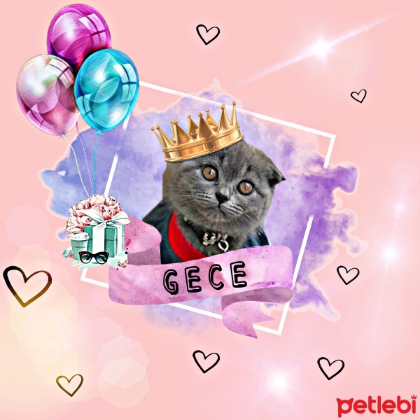 Scottish Fold, Kedi  Gece fotoğrafı