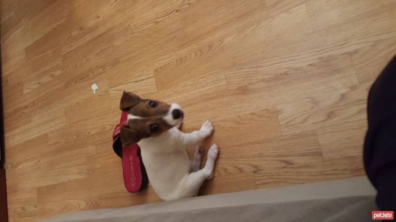 Jack Russell Terrier, Köpek  Tyson fotoğrafı