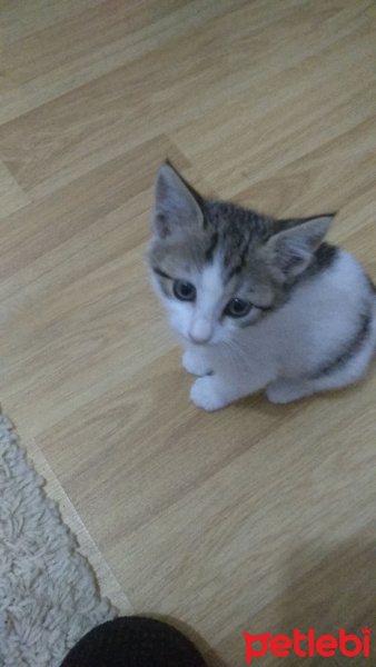 Tekir Kedi, Kedi  Senna fotoğrafı