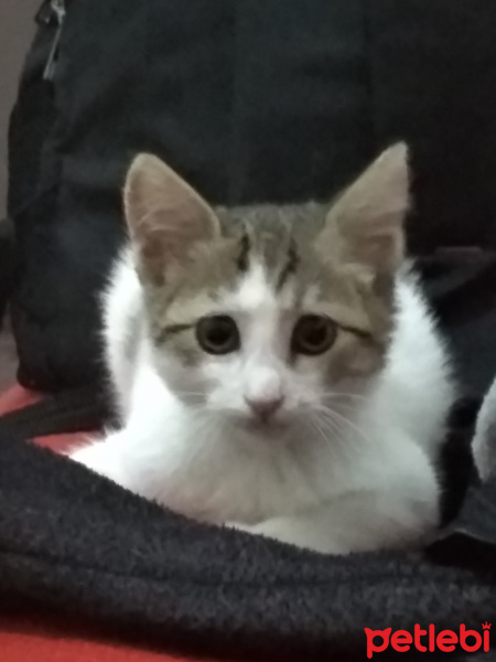 Tekir Kedi, Kedi  Senna fotoğrafı