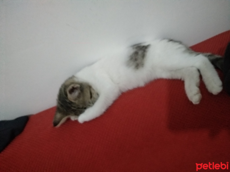 Tekir Kedi, Kedi  Senna fotoğrafı