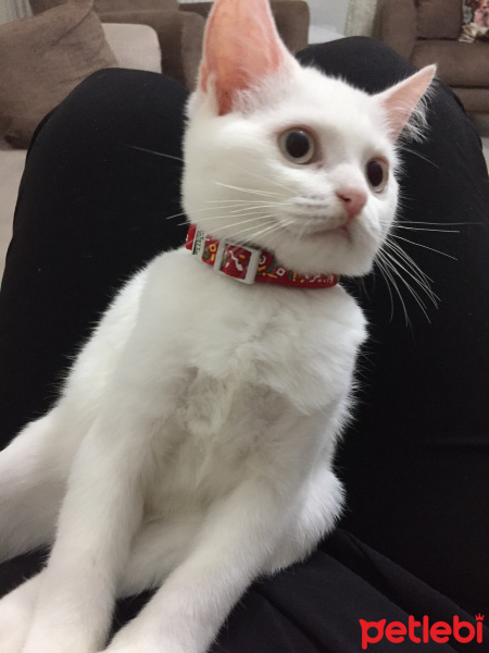 British Shorthair, Kedi  Bella fotoğrafı