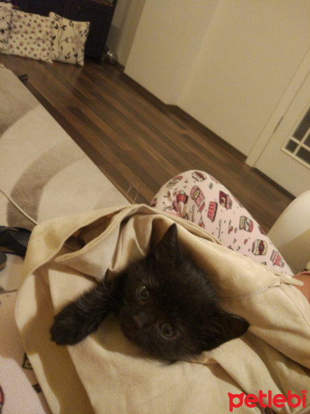 Tekir Kedi, Kedi  Ponçik fotoğrafı