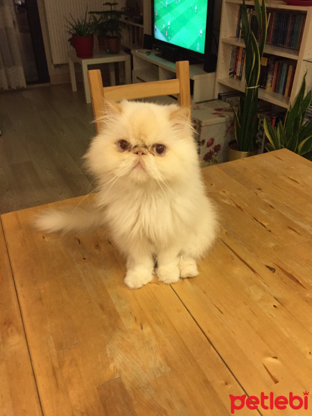 İran Kedisi (Persian), Kedi  Sherlock fotoğrafı