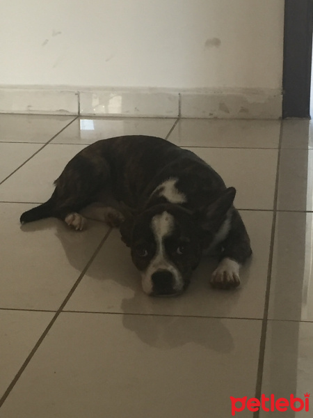 Fransız Bulldog, Köpek  Brownie fotoğrafı