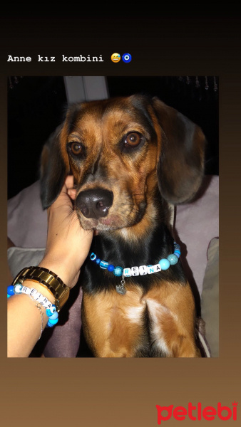 Beagle, Köpek  Reina fotoğrafı