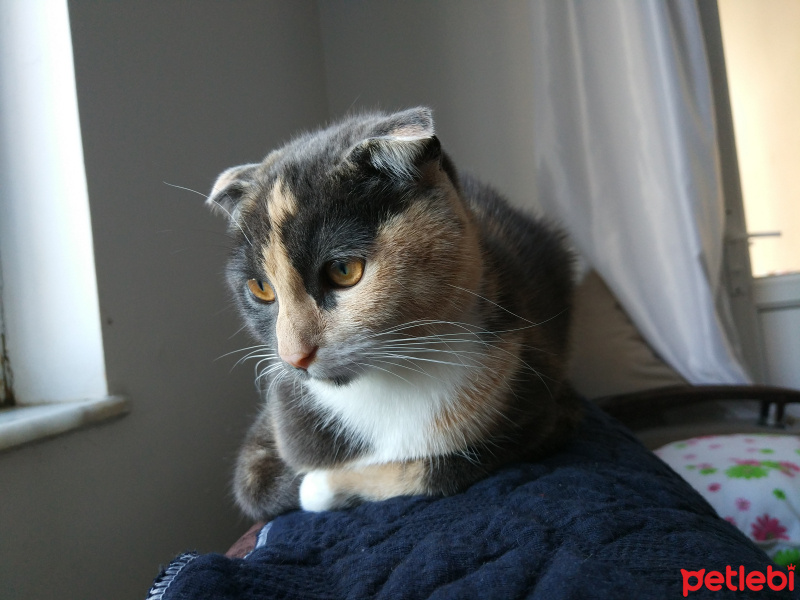 Scottish Fold, Kedi  çakıl fotoğrafı