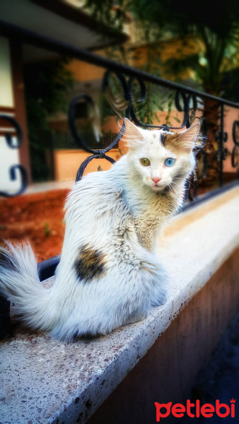 Van Kedisi, Kedi  ŞAHANE fotoğrafı