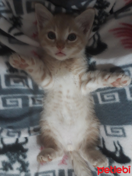 Sarman, Kedi  Paşa fotoğrafı
