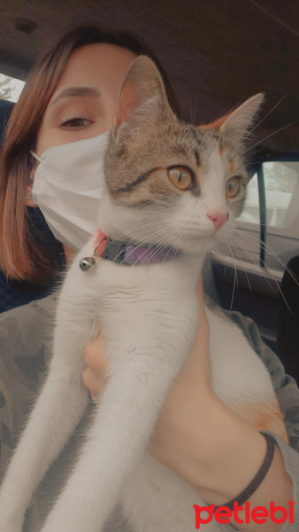 Tekir Kedi, Kedi  Daisy fotoğrafı