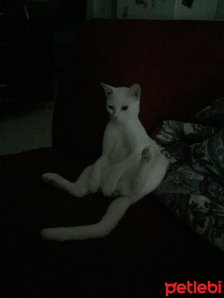 Ankara Kedisi, Kedi  Lili fotoğrafı