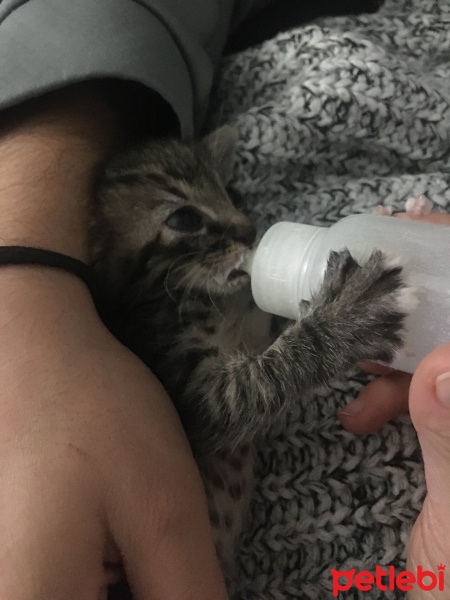 Tekir Kedi, Kedi  Bızbız fotoğrafı
