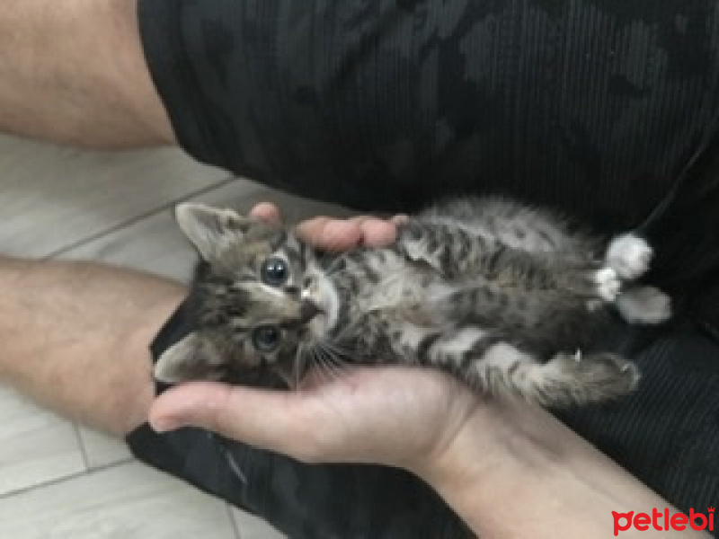 Tekir Kedi, Kedi  Bızbız fotoğrafı
