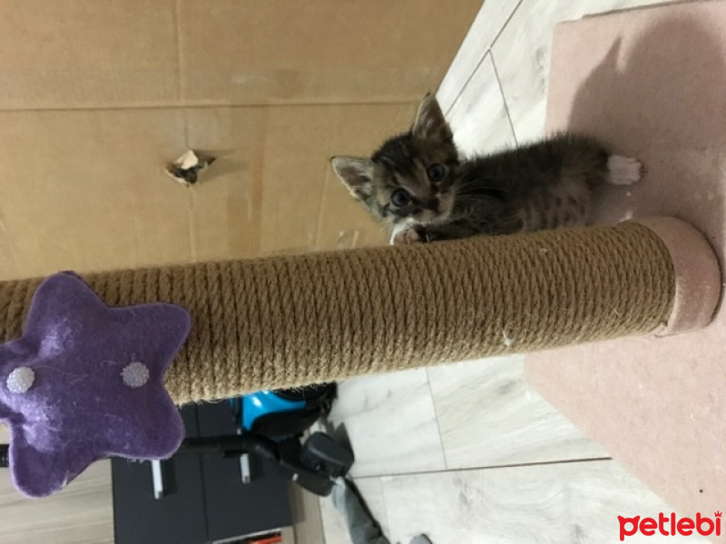 Tekir Kedi, Kedi  Bızbız fotoğrafı
