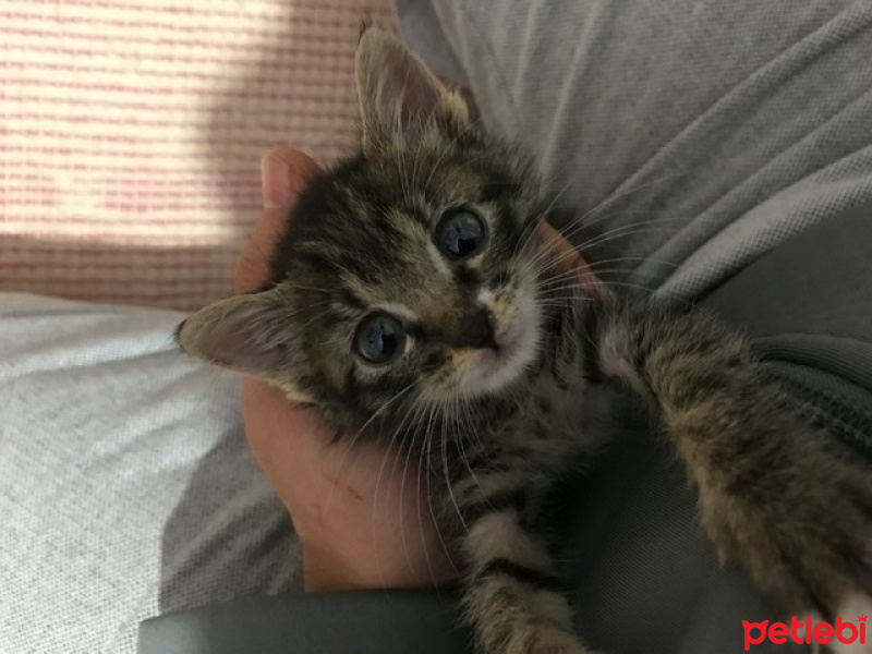 Tekir Kedi, Kedi  Bızbız fotoğrafı