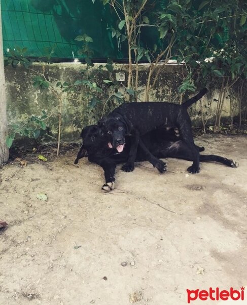 Cane Corso Italiano, Köpek  Hürrem fotoğrafı