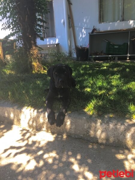 Cane Corso Italiano, Köpek  Hürrem fotoğrafı