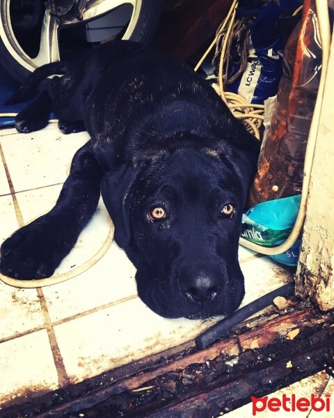 Cane Corso Italiano, Köpek  Hürrem fotoğrafı