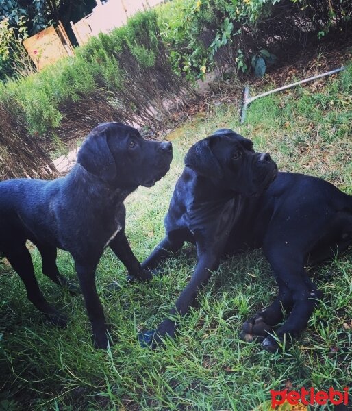 Cane Corso Italiano, Köpek  Hürrem fotoğrafı