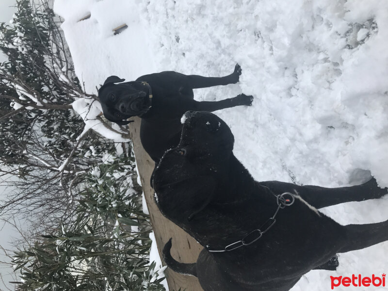 Cane Corso Italiano, Köpek  Hürrem fotoğrafı