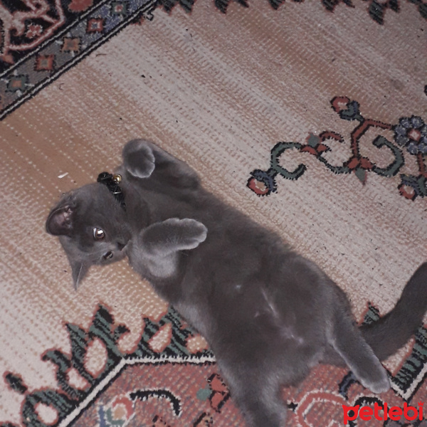 British Shorthair, Kedi  Alex fotoğrafı