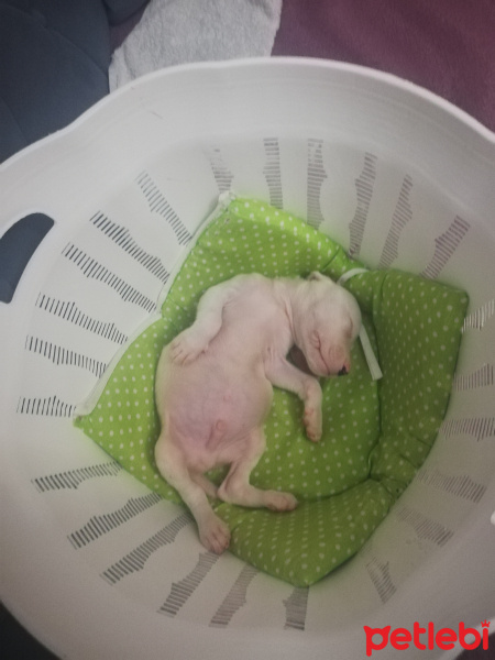 Dogo Arjantin, Köpek  Hector fotoğrafı
