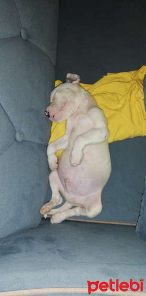 Dogo Arjantin, Köpek  Hector fotoğrafı