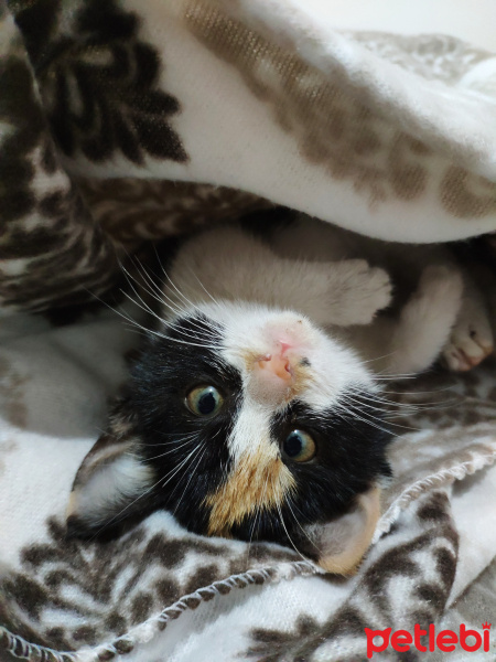 Tekir Kedi, Kedi  Venüs fotoğrafı