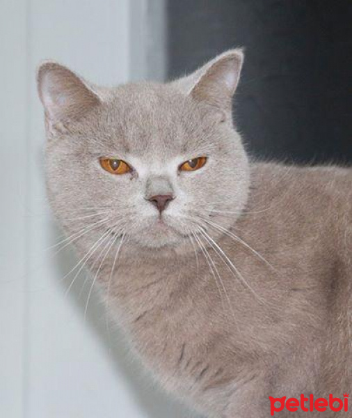 British Shorthair, Kedi  ZIPIR fotoğrafı