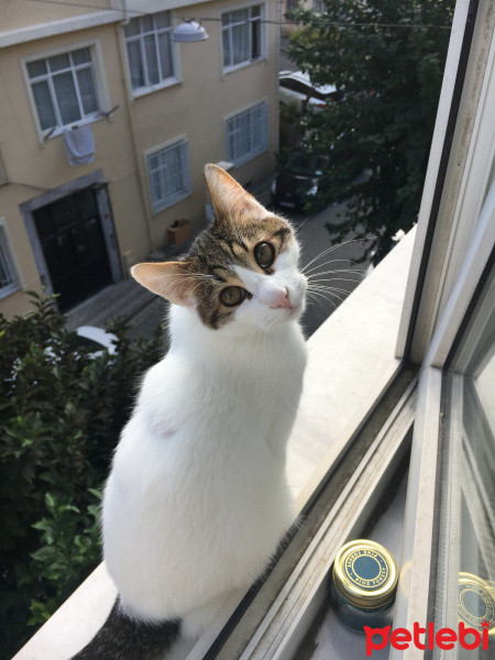 Tekir Kedi, Kedi  Mısır fotoğrafı
